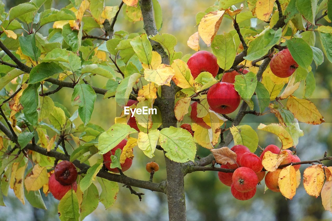 Low angle view of apples growing on tree