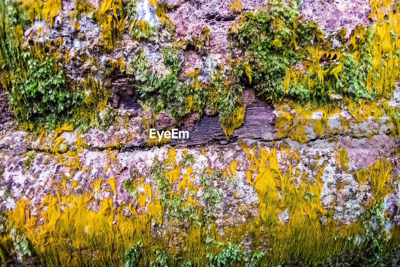 CLOSE-UP OF LICHEN GROWING ON ROCK AGAINST TREES