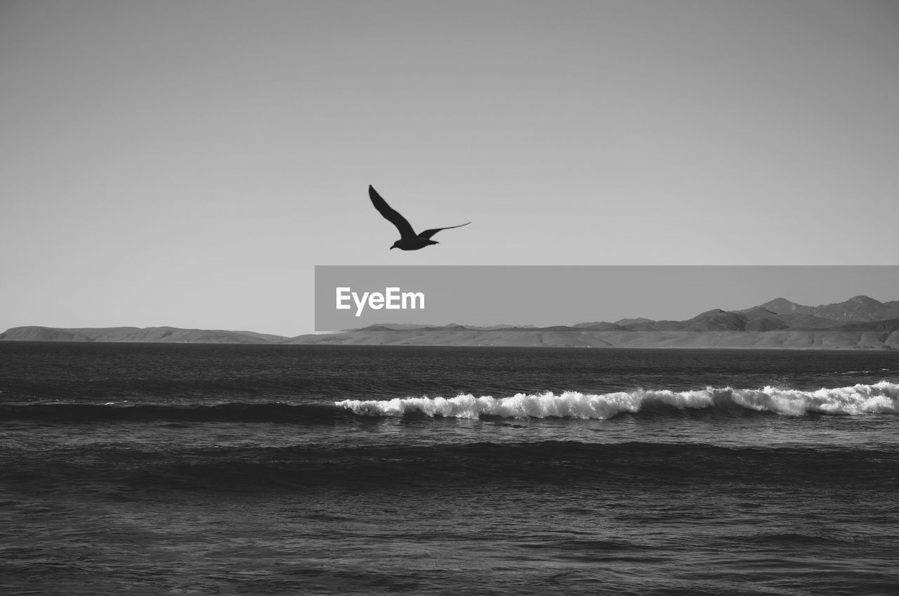 SEAGULLS FLYING OVER SEA