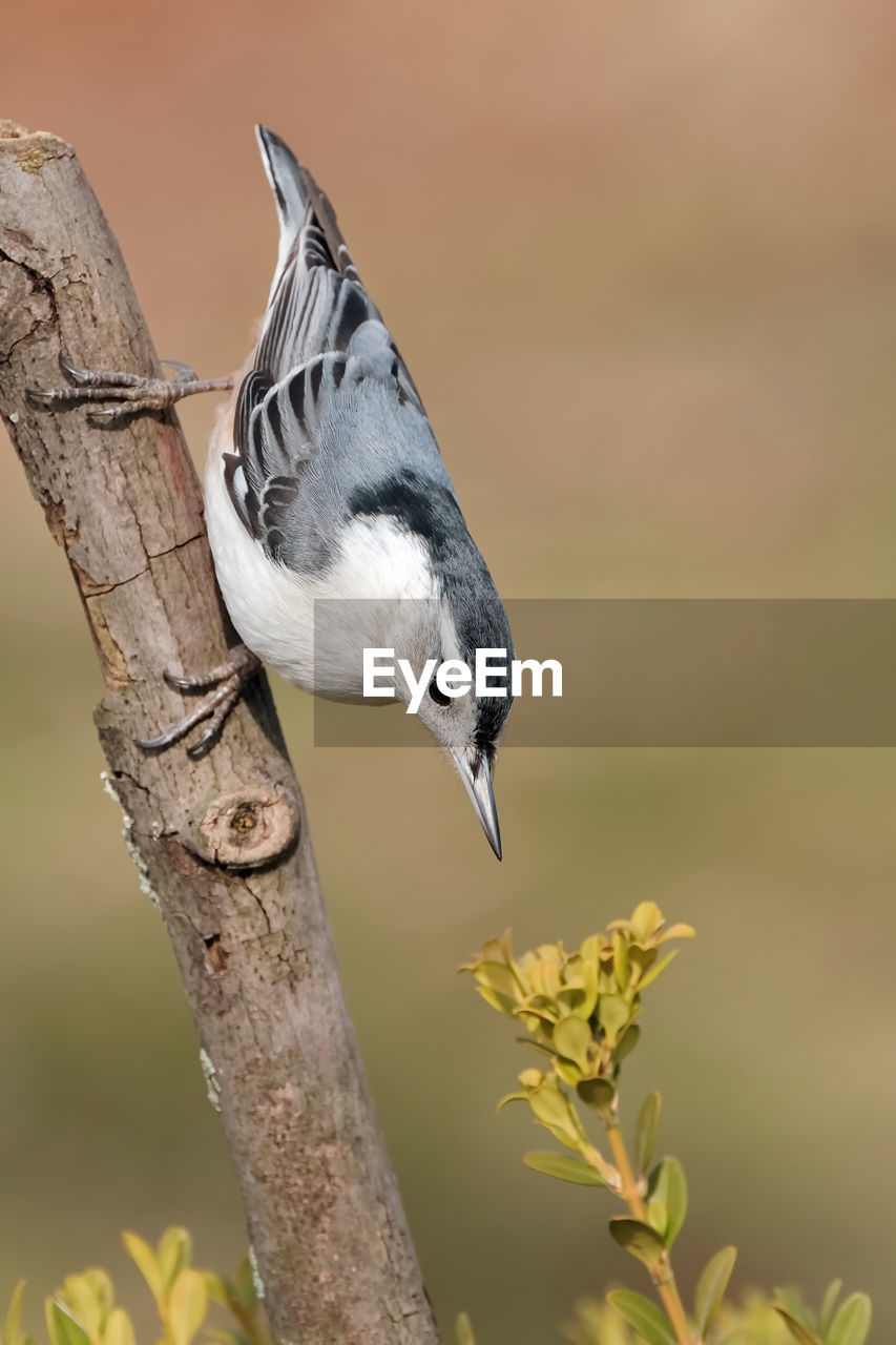 animal themes, animal, animal wildlife, bird, wildlife, one animal, tree, plant, beak, branch, nature, perching, full length, tree trunk, focus on foreground, side view, trunk, colored background, no people, eating, songbird, beauty in nature, pattern, portrait, plain, multi colored, close-up, food, meadow, outdoors, selective focus, surface level, sunbeam, landscape, green background, looking at camera, food and drink, springtime, grass, agriculture, day, plant part, insect, activity, crop, sunny, environment, sitting, sunlight, outdoor pursuit, motion, field, leaf, black, animal body part, white, copy space, cut out