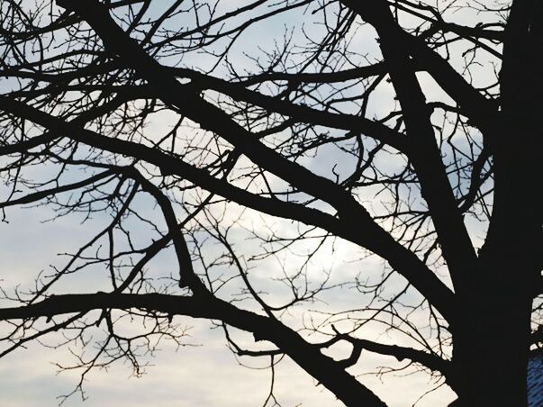 LOW ANGLE VIEW OF BARE TREES AGAINST SKY