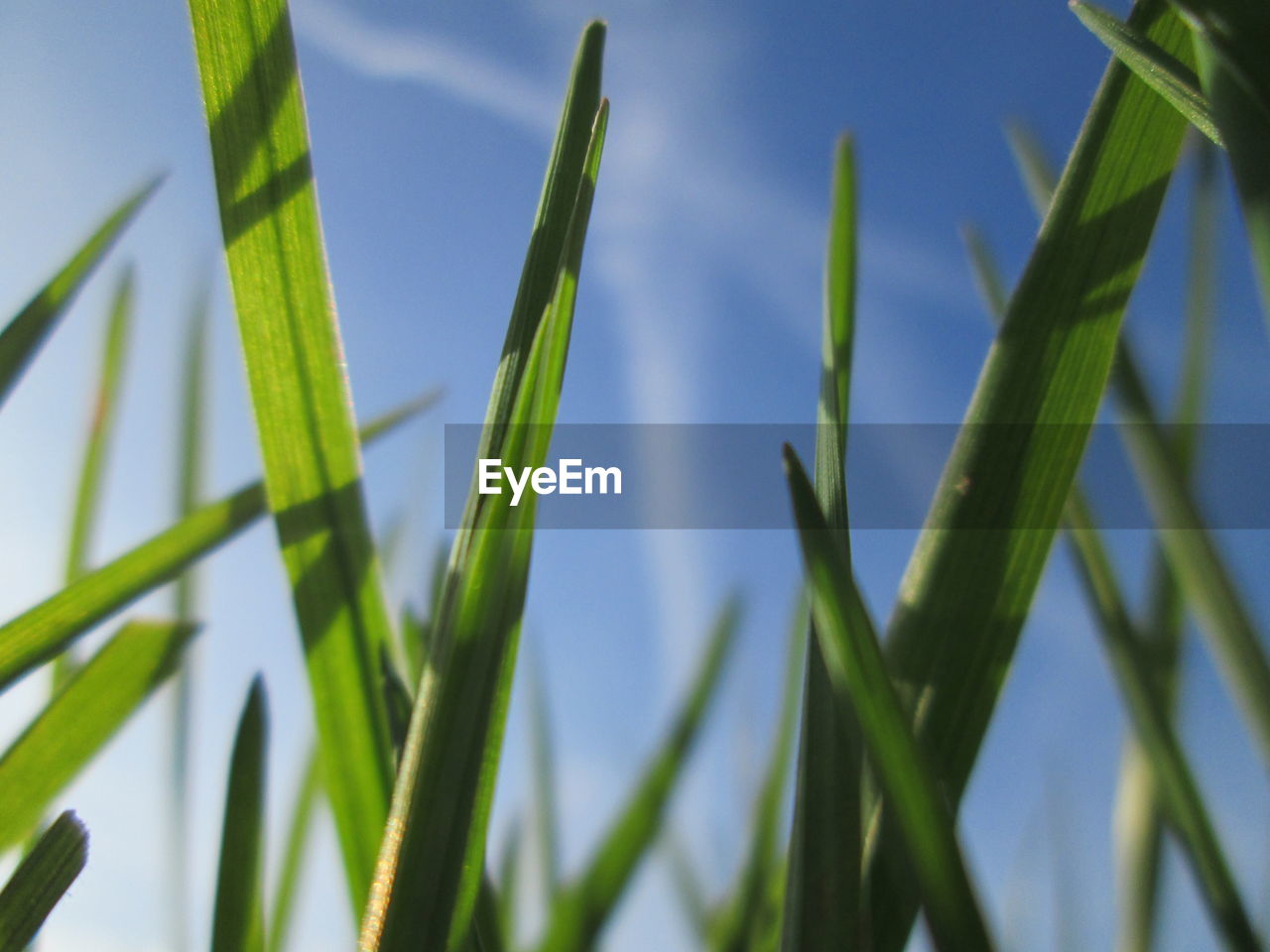 Blades of grass against sky