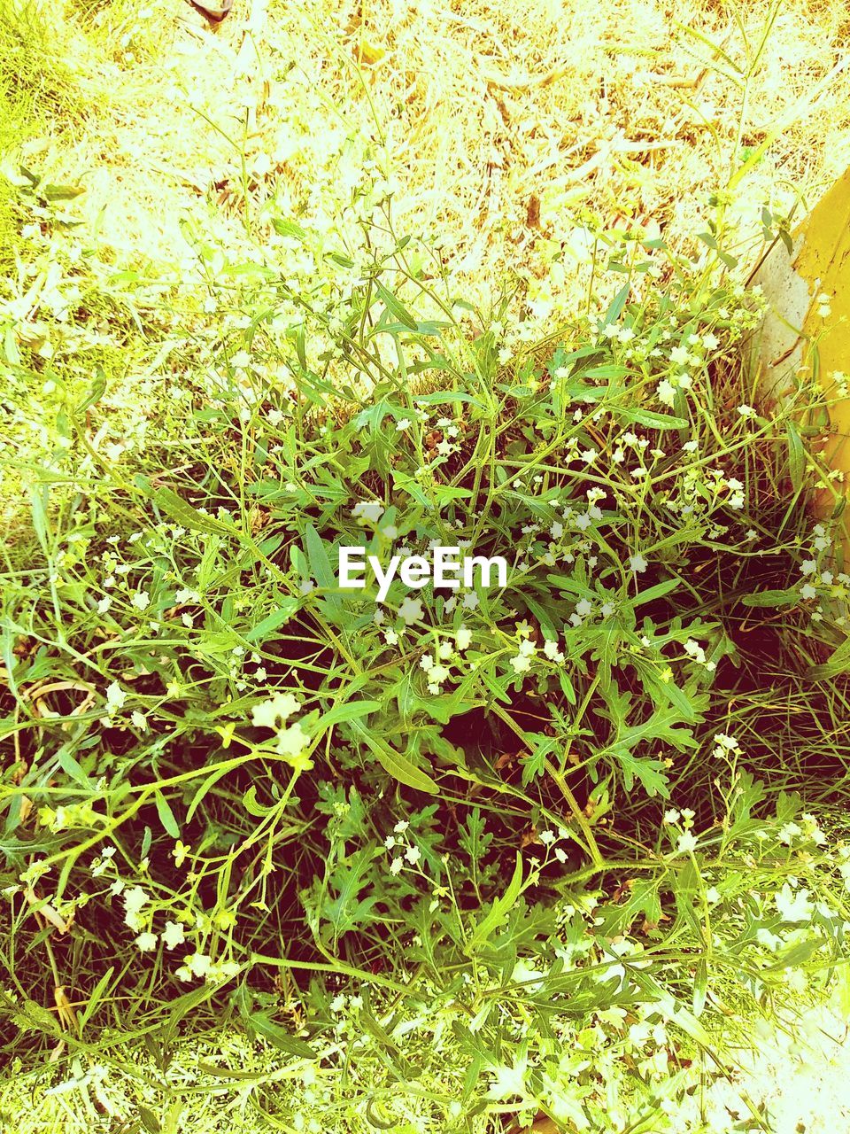 FULL FRAME SHOT OF PLANTS GROWING ON LAND