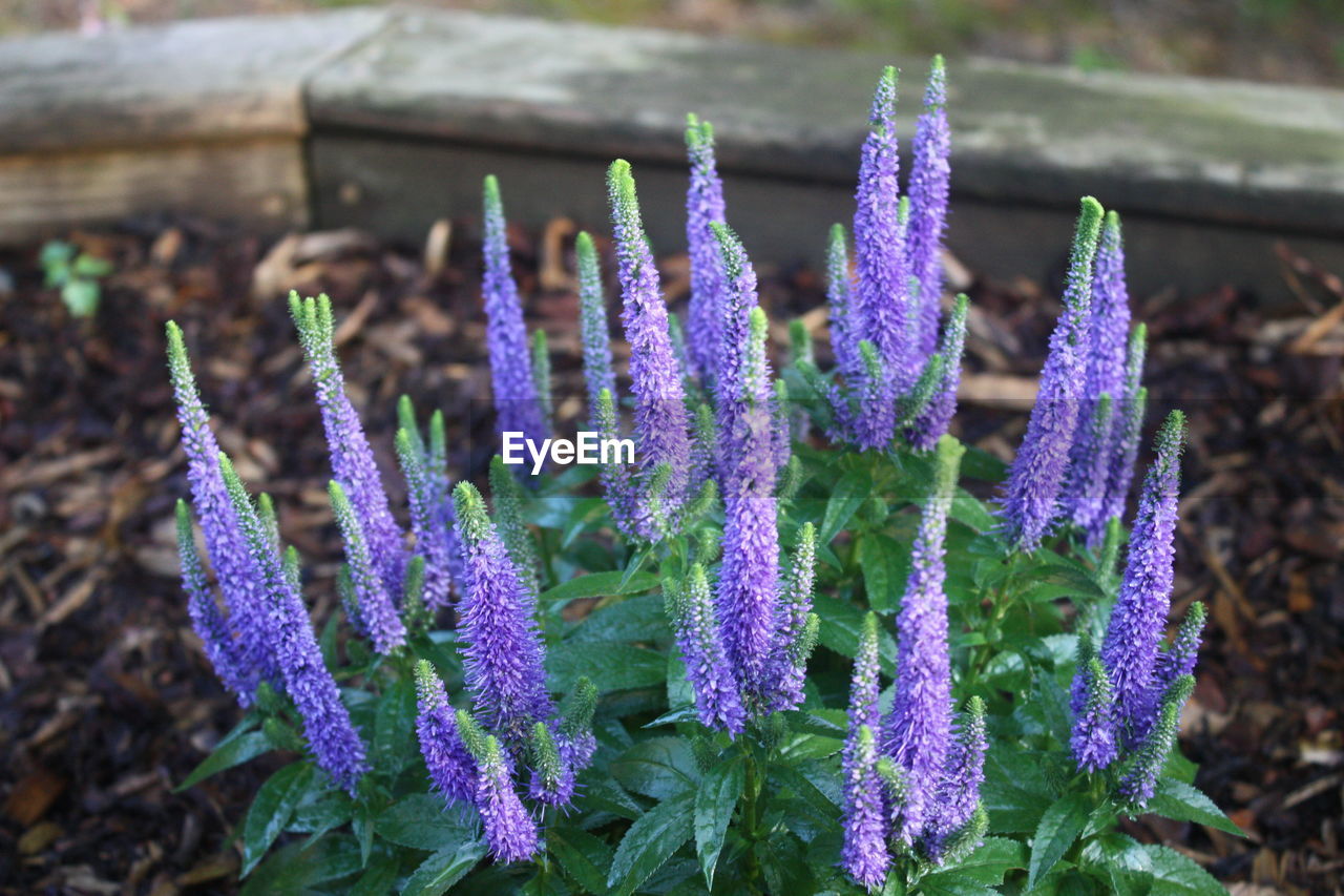 Close-up of purple flowering plants