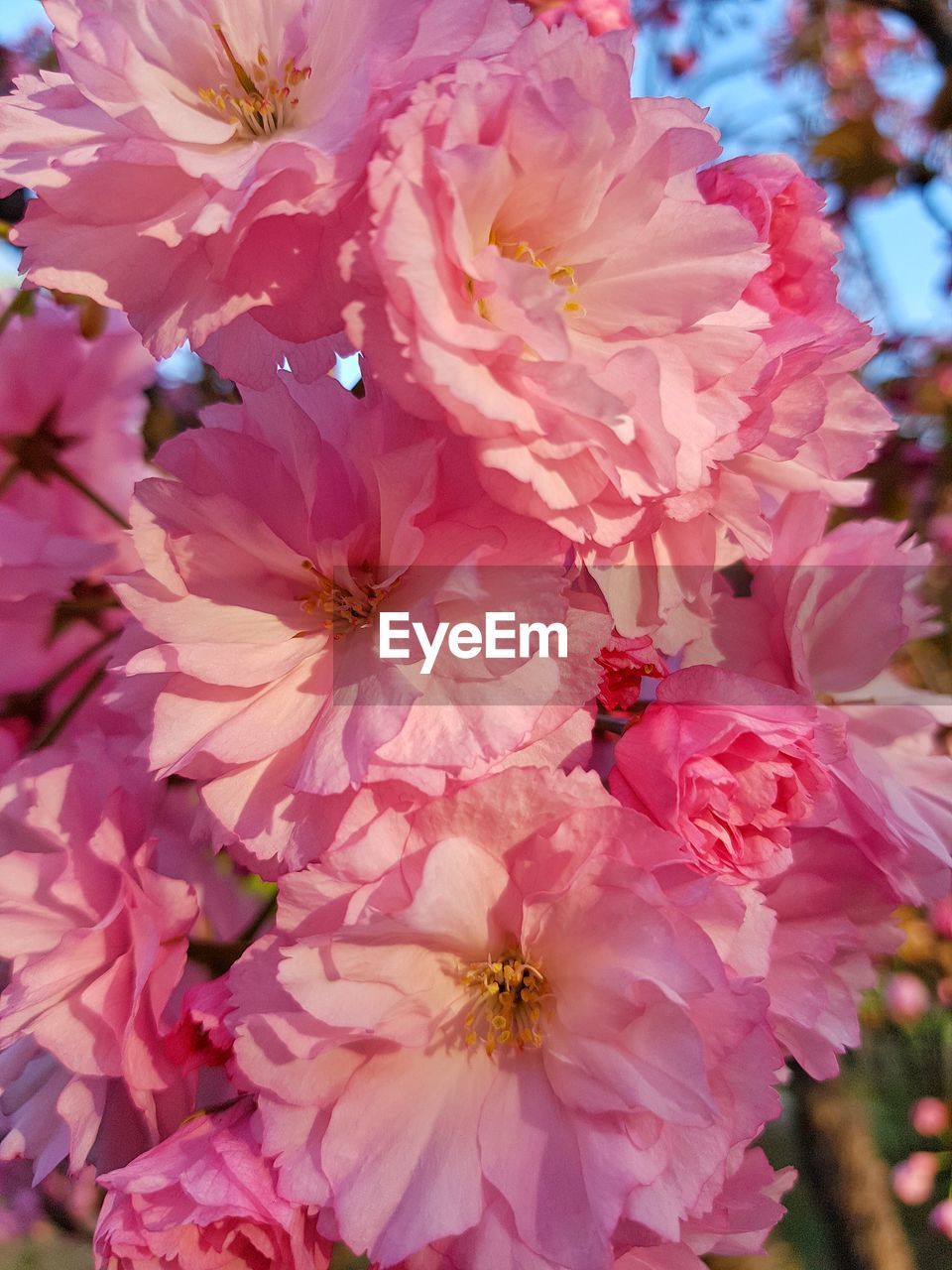 CLOSE-UP OF PINK CHERRY BLOSSOMS IN SPRING