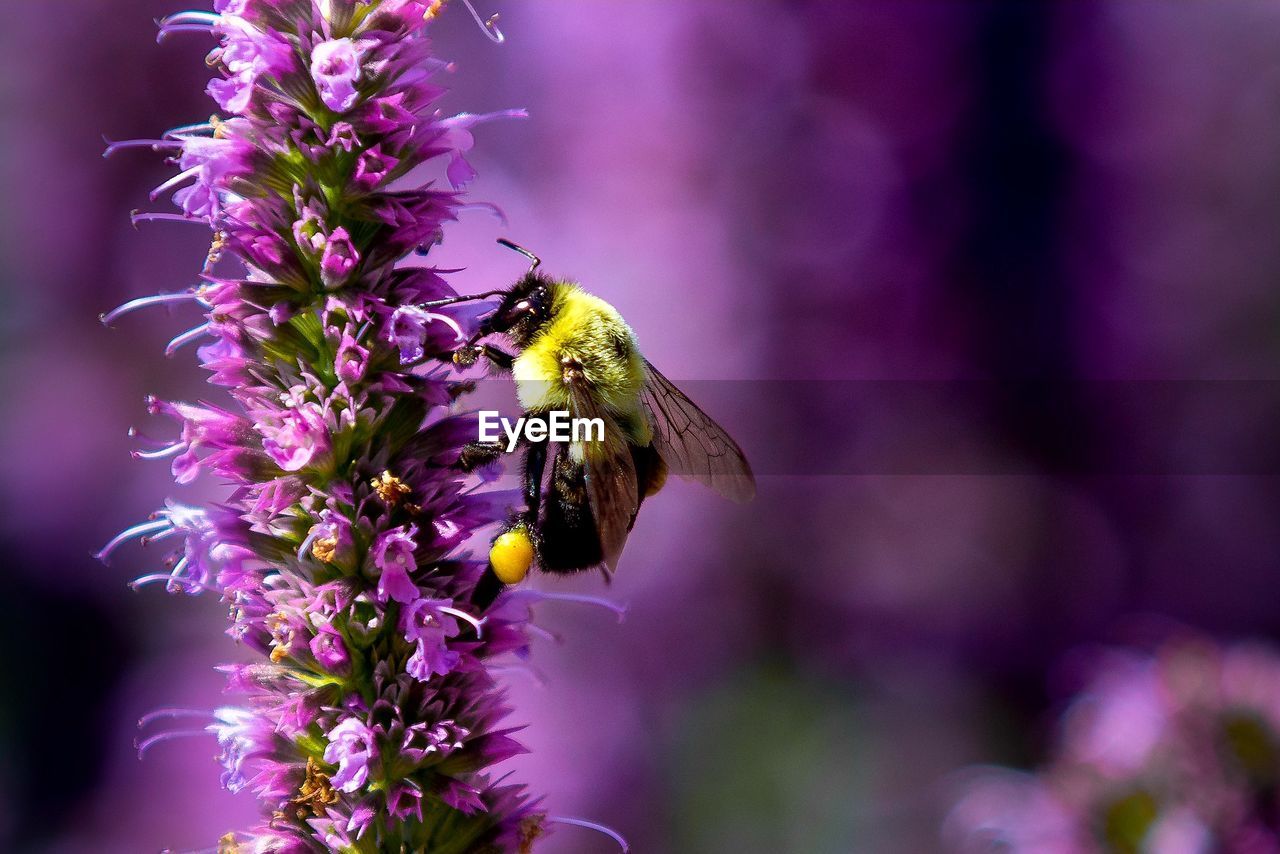 CLOSE-UP OF BEE POLLINATING ON PURPLE FLOWERS