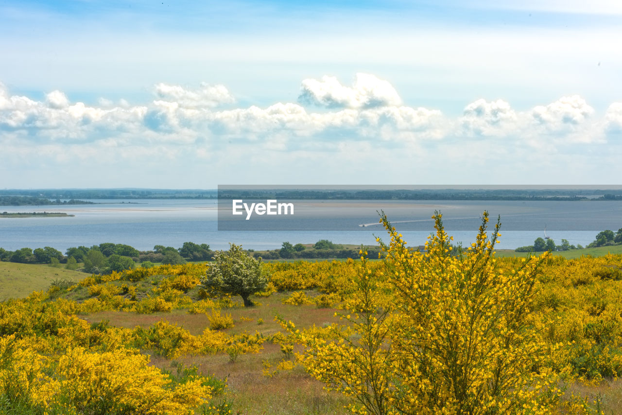 Scenic view of yellow and sea against sky