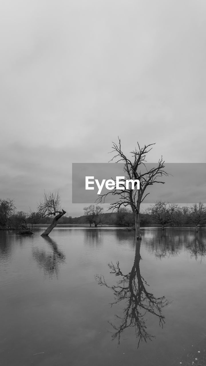 Scenic view of flooded field with trees