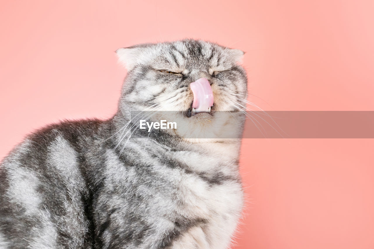 CLOSE-UP OF A CAT LOOKING AWAY