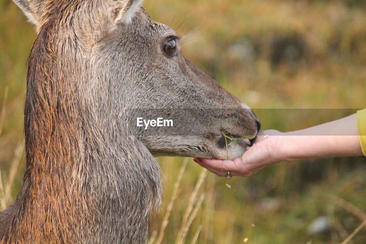 Close-up of hand feeding