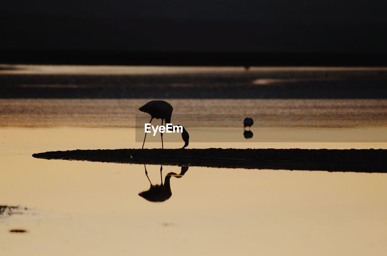 SILHOUETTE BIRD IN LAKE