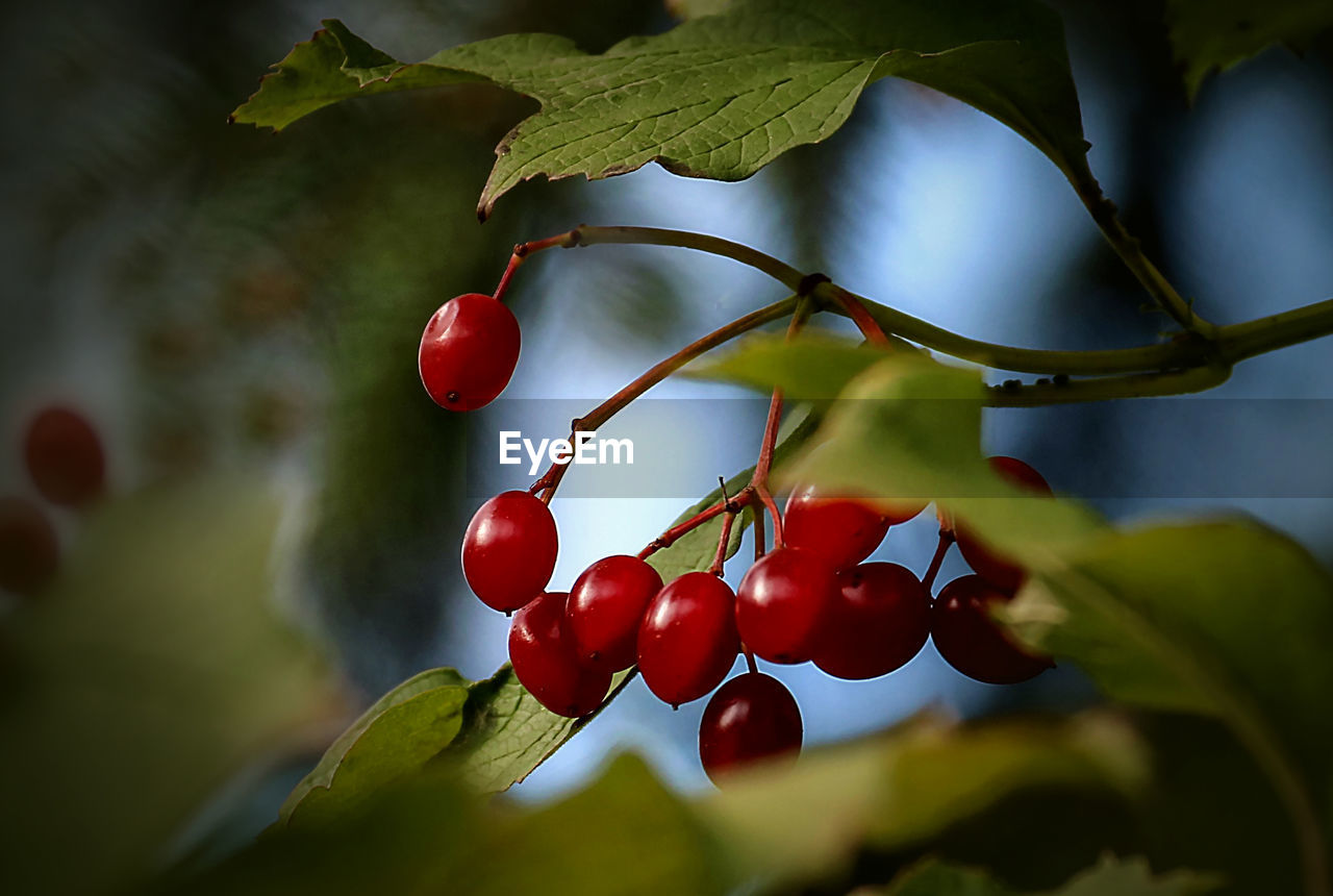 Low angle view of berries on tree