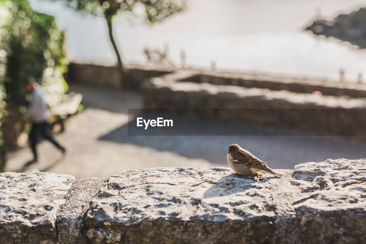 CLOSE-UP OF LIZARD ON ROCK AGAINST WALL