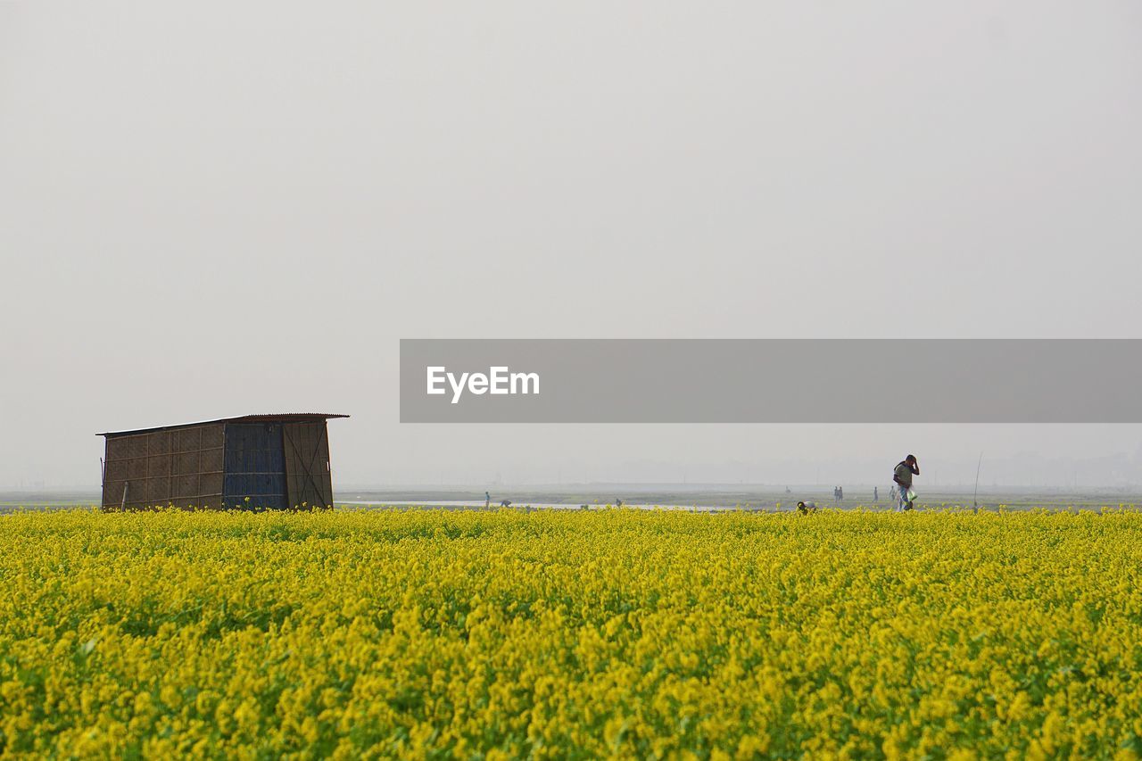 Yellow flowers on field against clear sky