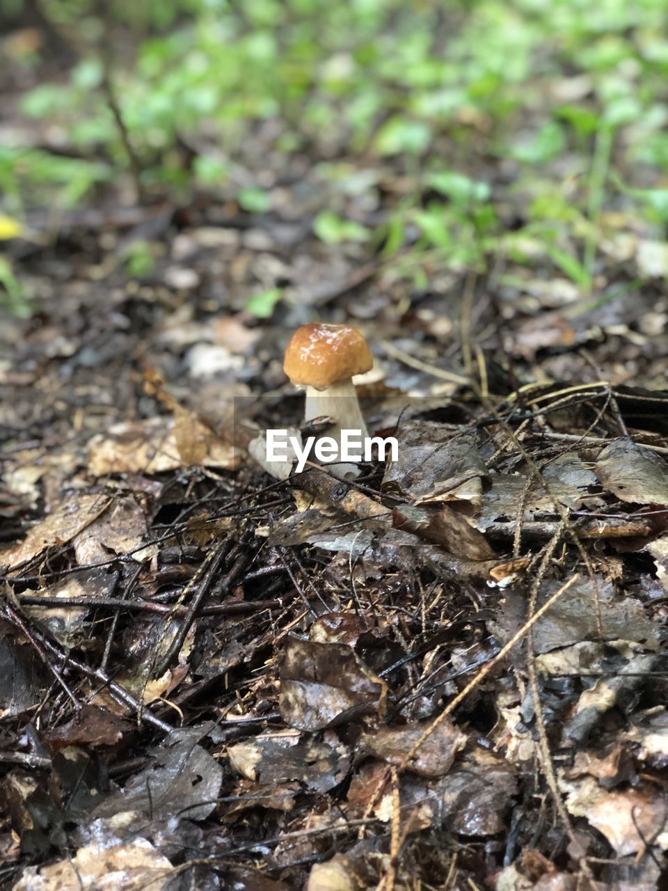 CLOSE-UP OF MUSHROOMS GROWING ON FIELD