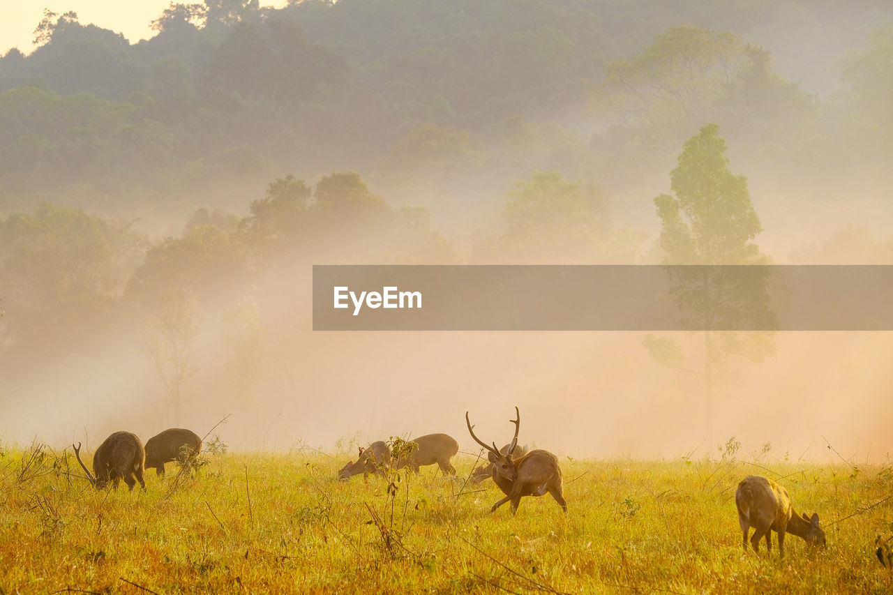 VIEW OF DEER ON FIELD