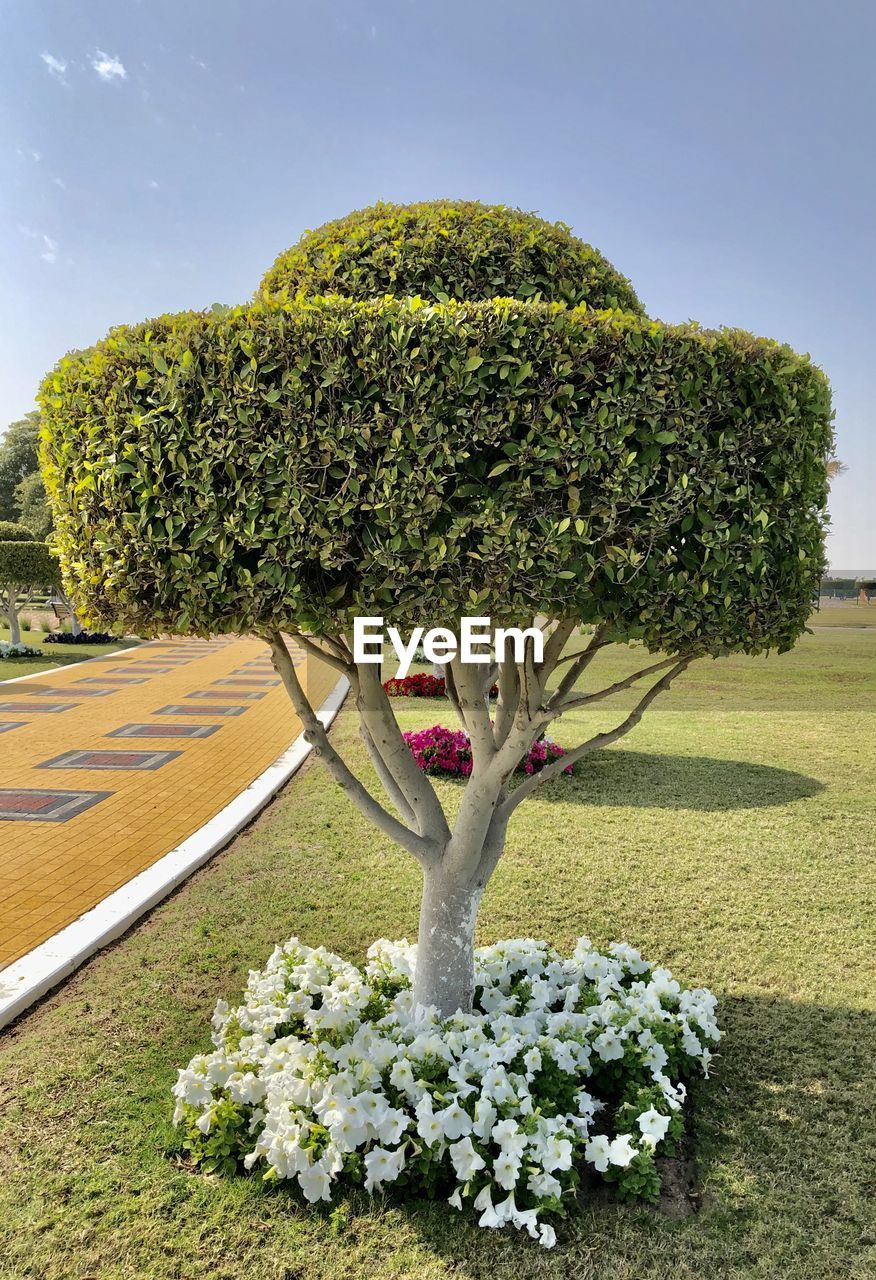 Flowering plant against clear blue sky in park