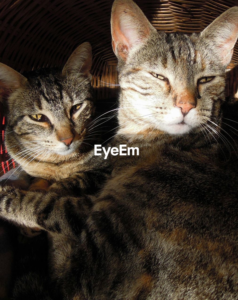 Portrait of cats relaxing on wicker baskets