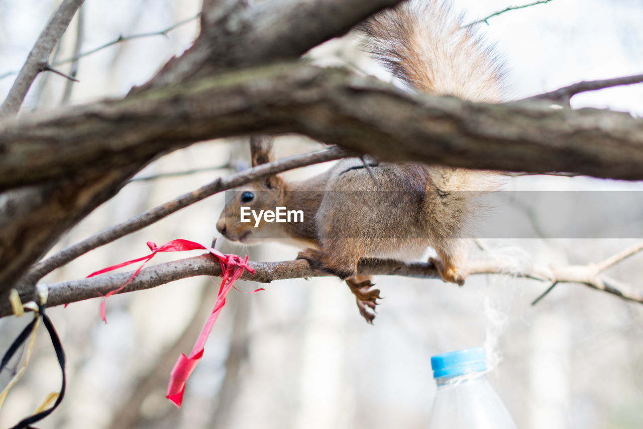 Low angle view of squirrel on tree