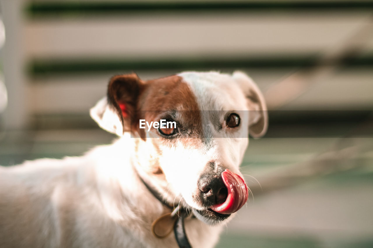 Close-up portrait of dog