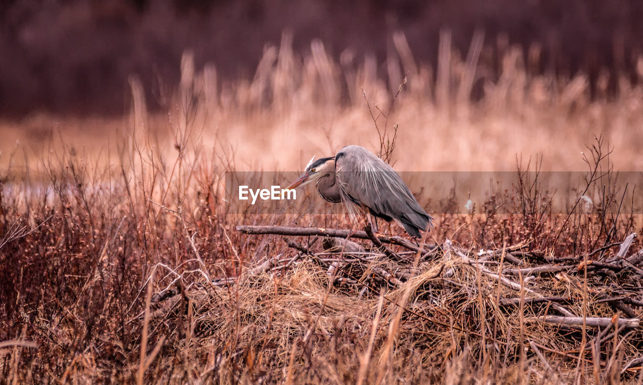 VIEW OF BIRD ON LAND