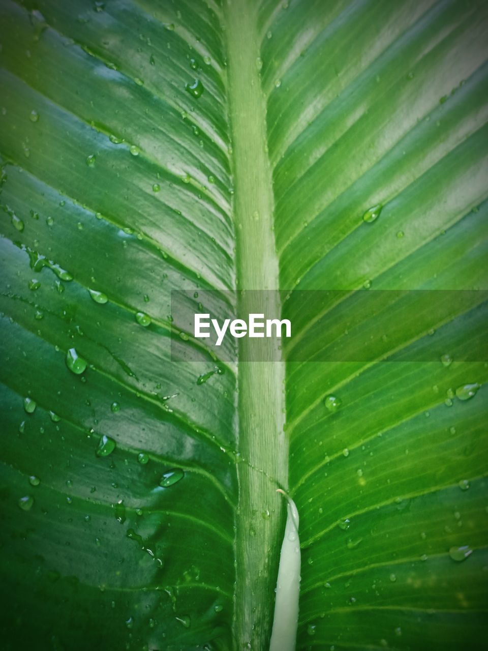 CLOSE-UP OF RAINDROPS ON GREEN LEAVES