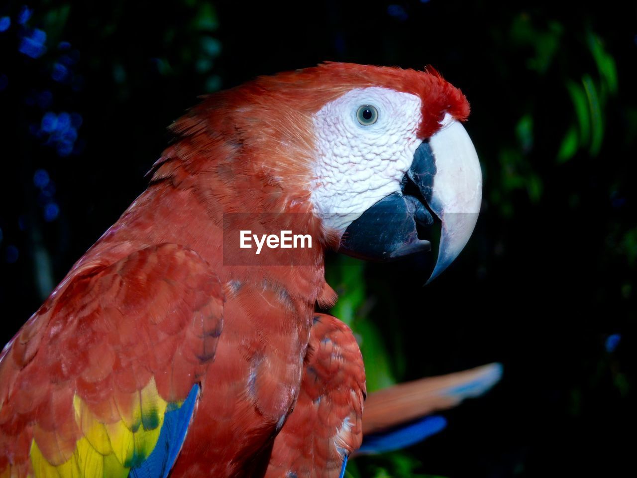 Side view of macaw