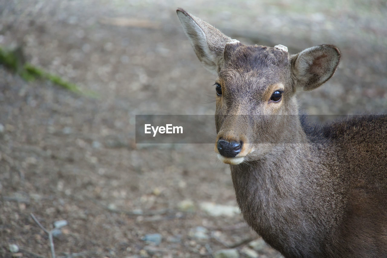 animal themes, animal, animal wildlife, wildlife, mammal, one animal, deer, portrait, looking at camera, no people, focus on foreground, day, nature, outdoors, domestic animals, close-up, animal body part, brown, young animal