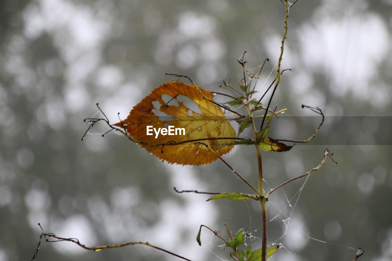 CLOSE-UP OF DRY AUTUMN LEAVES