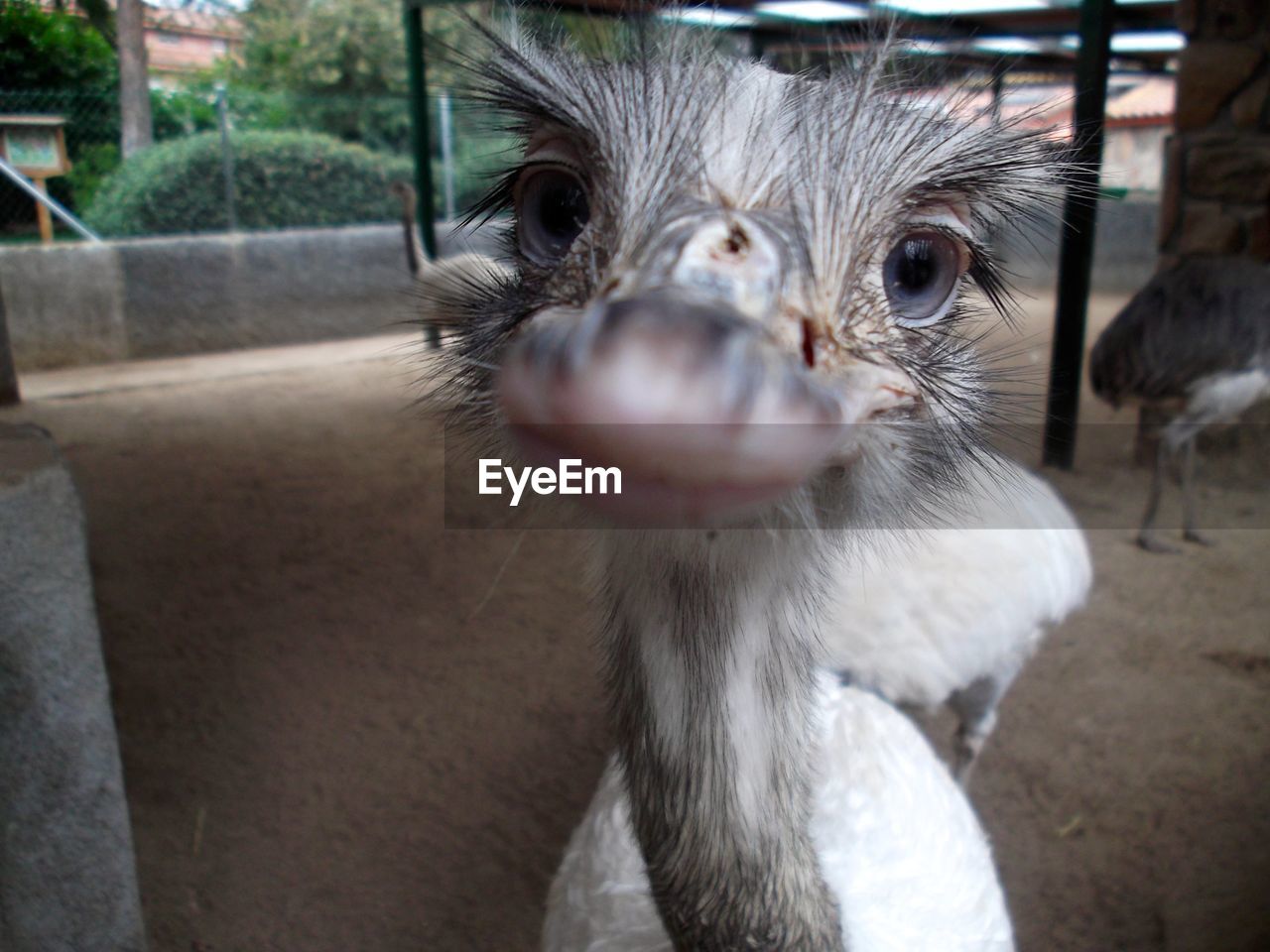 Close-up portrait of emu at zoo