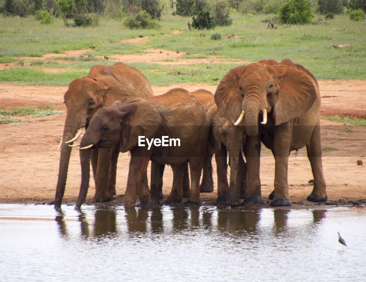 ELEPHANT STANDING ON WATER