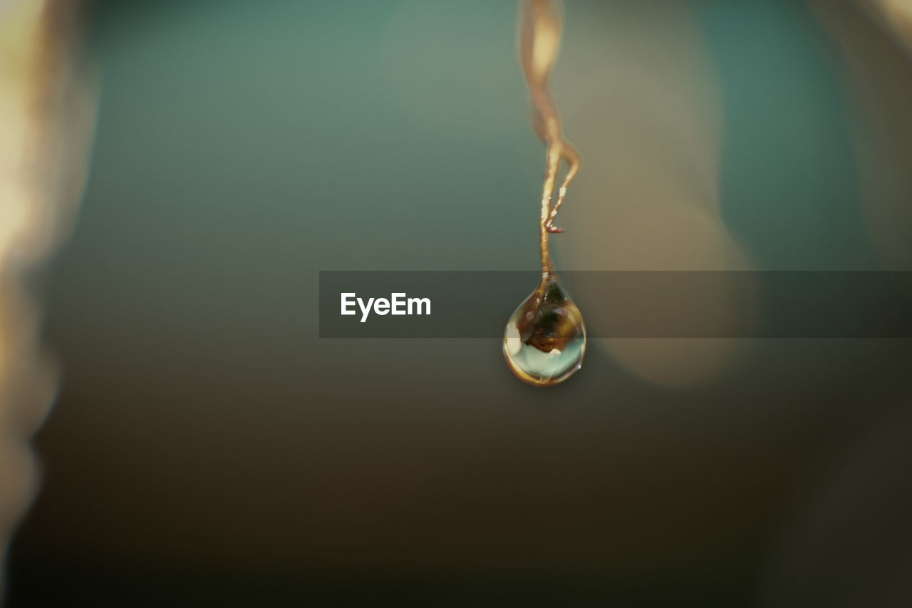 Close-up of water drop on plant