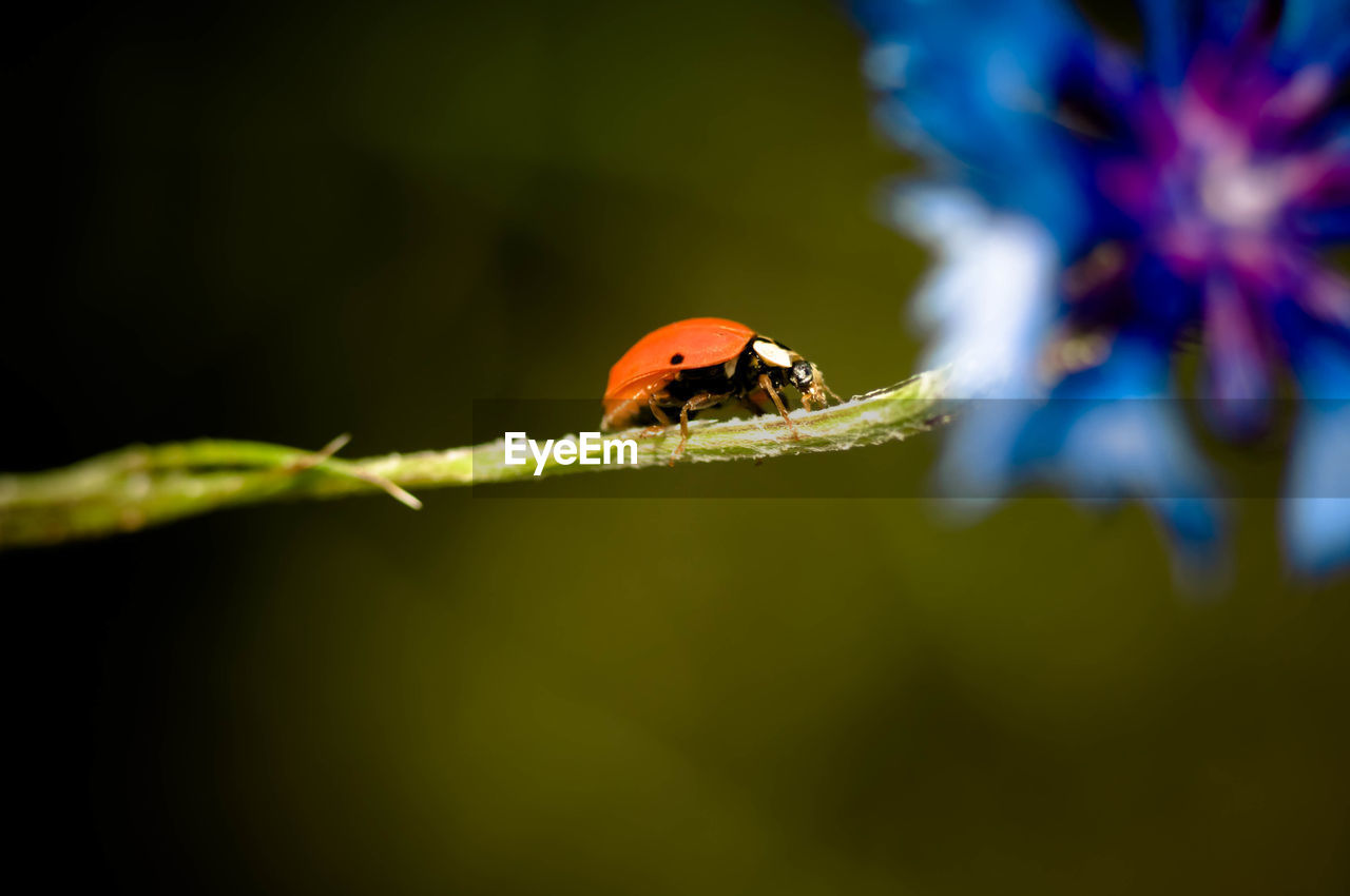 Ladybug on plant