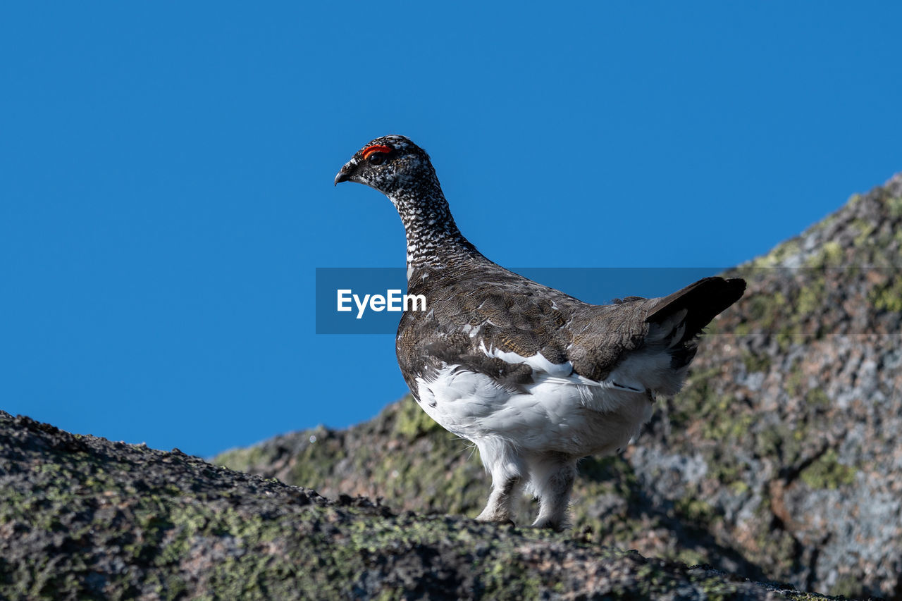 LOW ANGLE VIEW OF BIRD ON ROCK