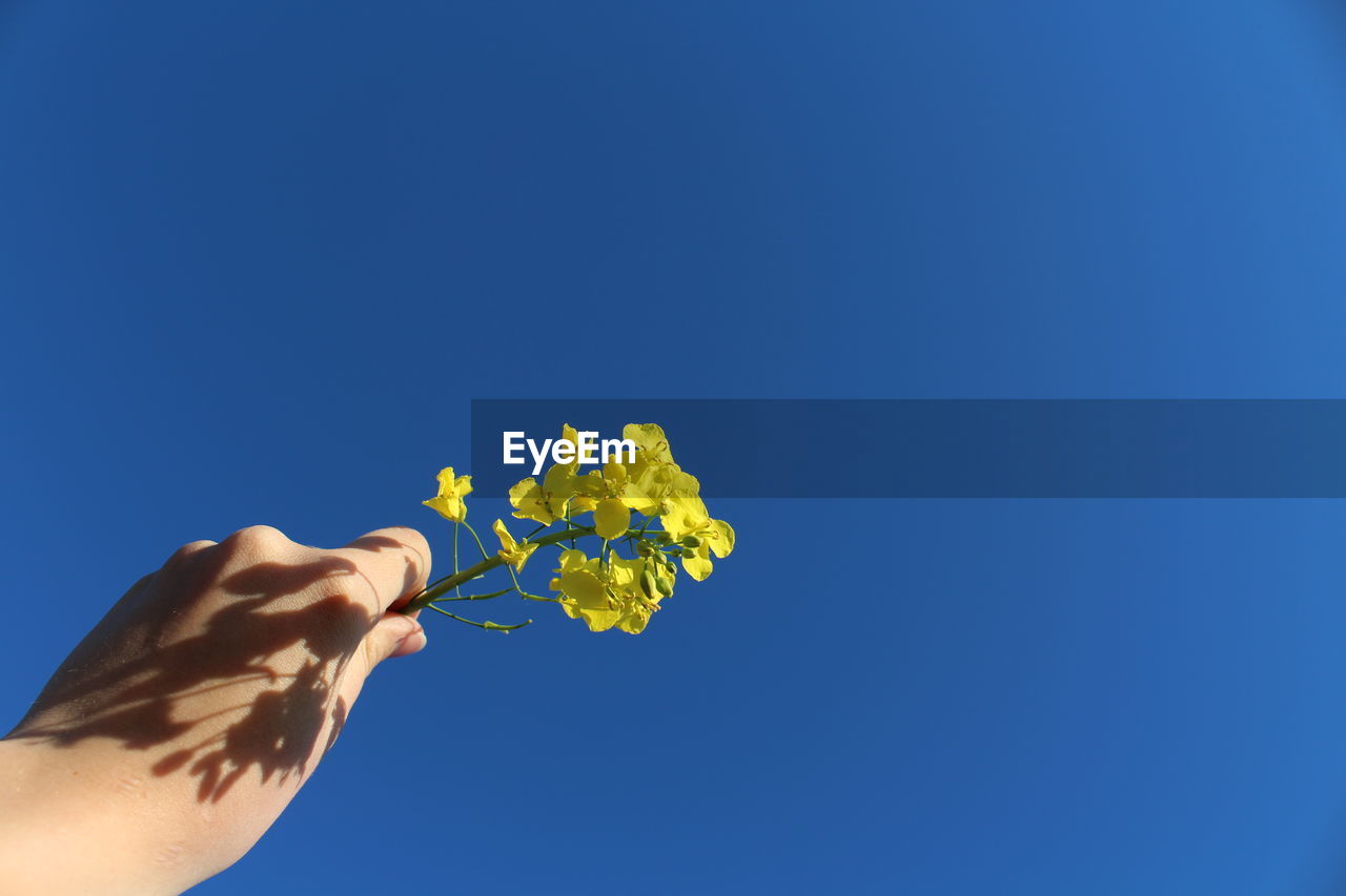 Person holding oilseed rape plant against blue sky