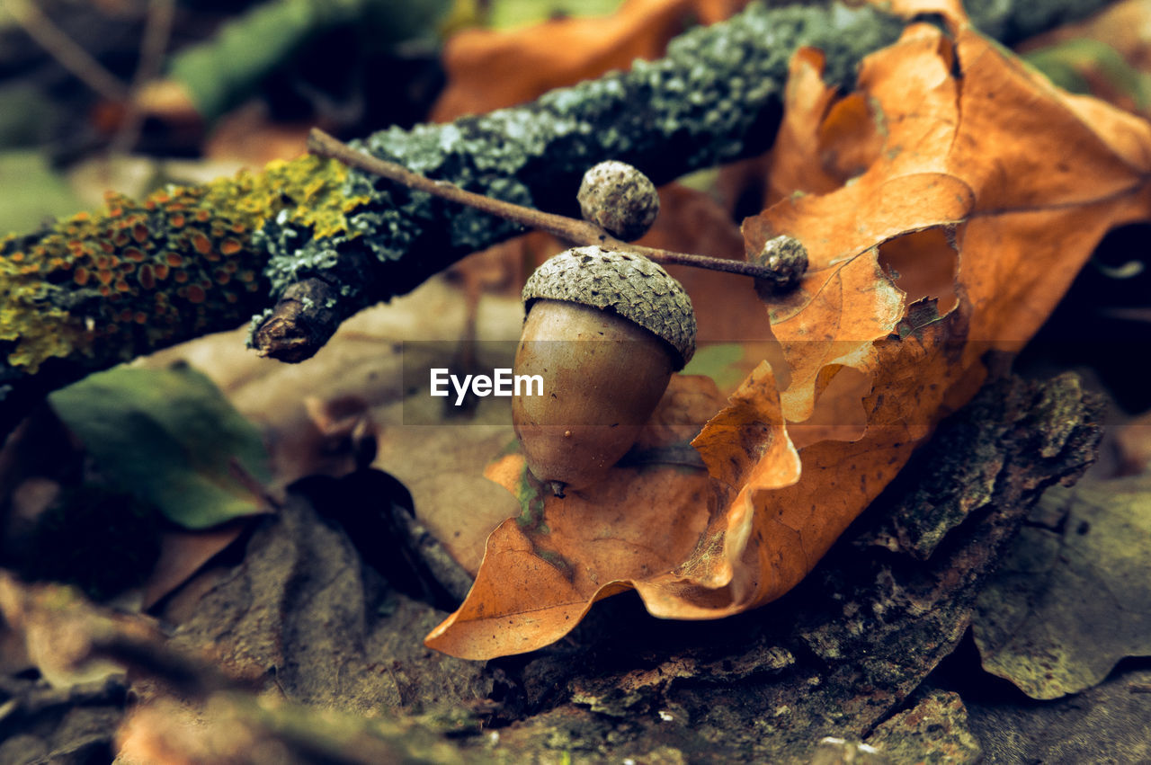 HIGH ANGLE VIEW OF DRY LEAVES AND PLANT