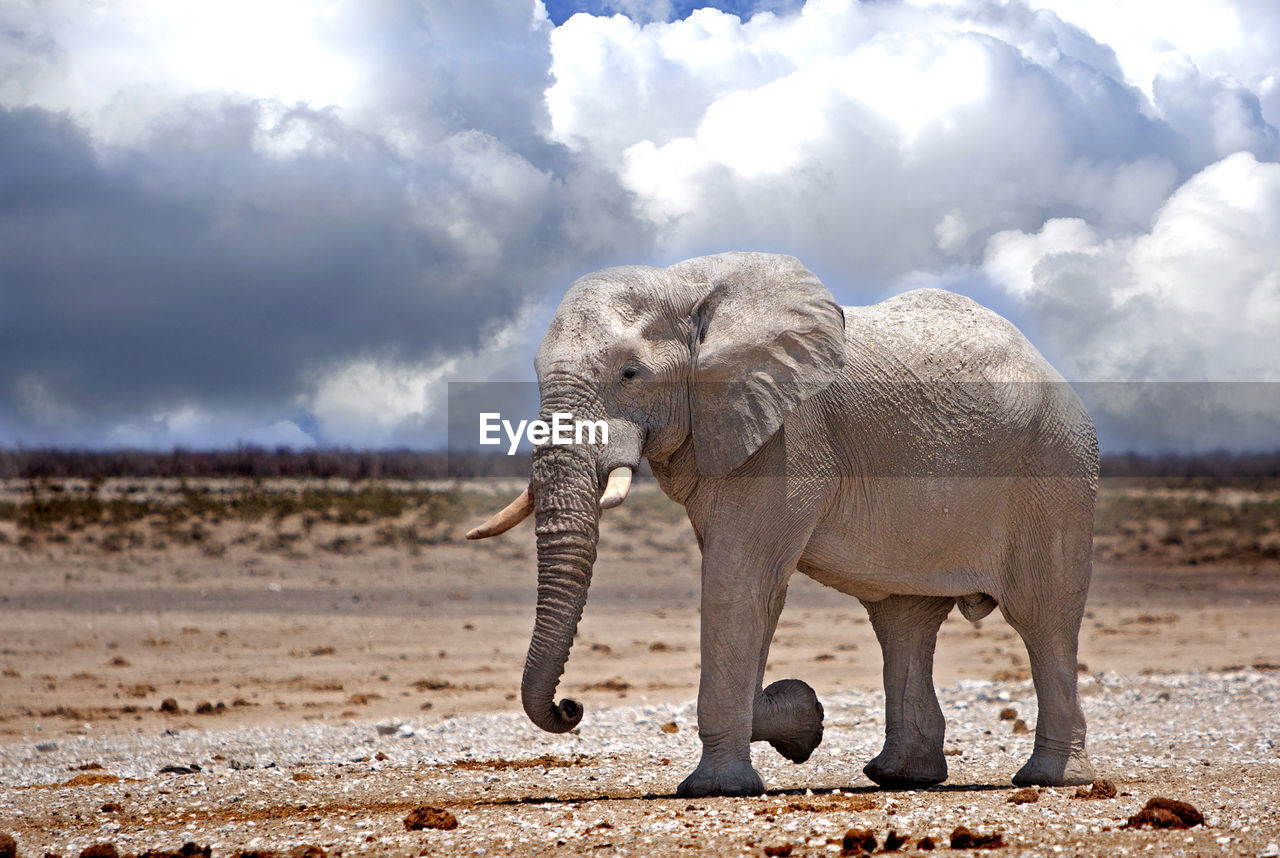 African elephant at etosha national park