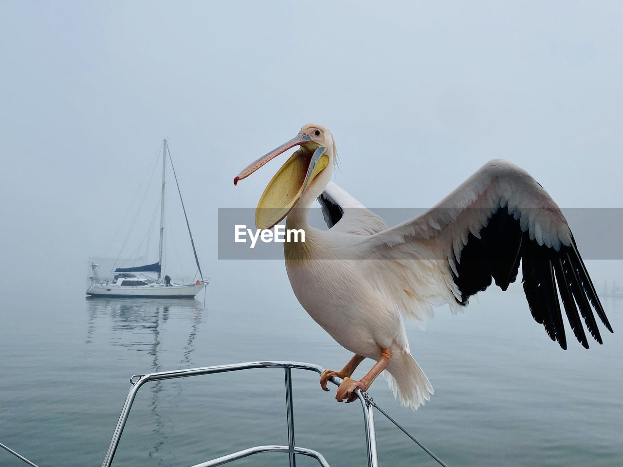 close-up of birds in lake