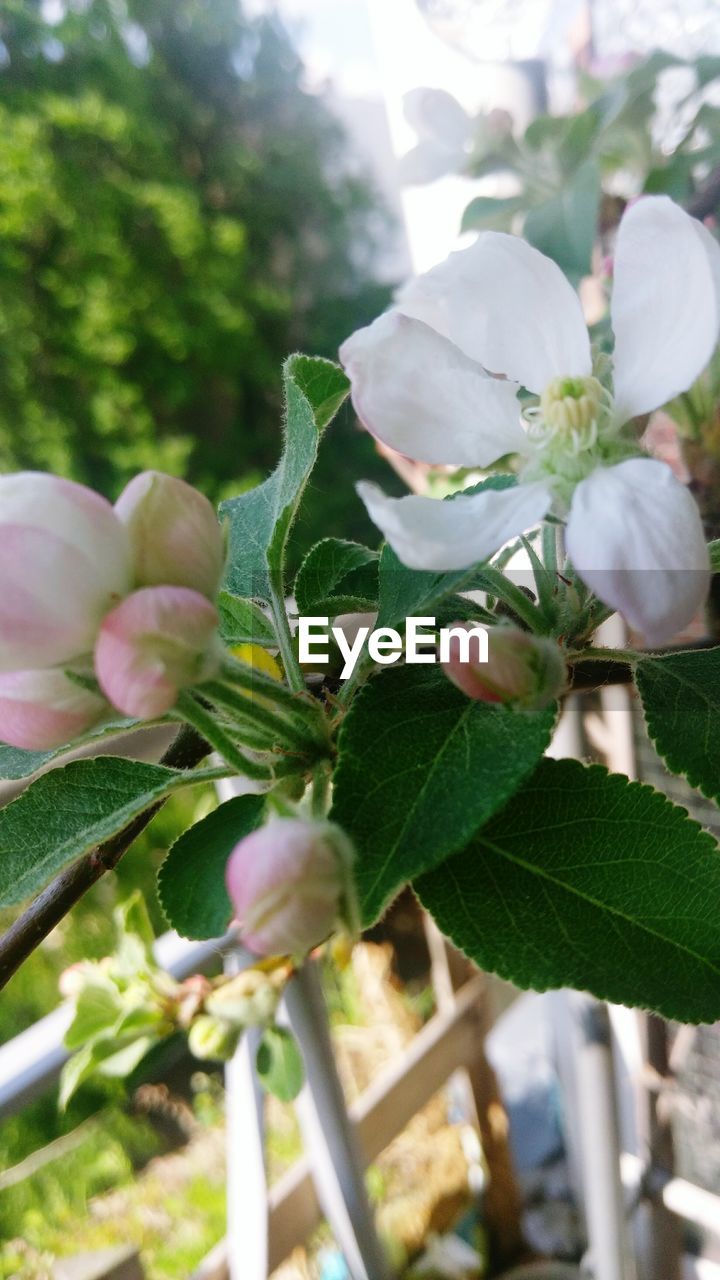 CLOSE-UP OF PLANT GROWING ON PLANT