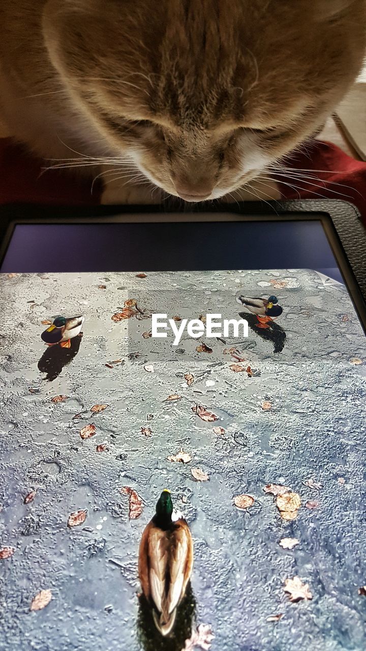 Cat looking at mallard ducks in digital tablet