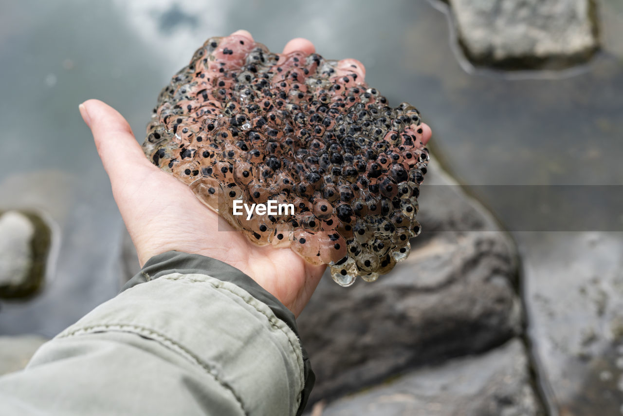 Frog or toad eggs laying in human hand all against water of pond in mating season of amphibians