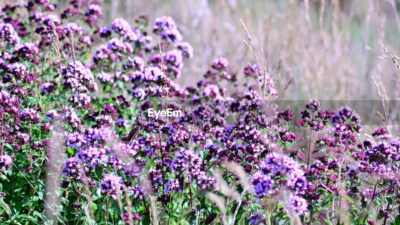 Close-up of pink flowering plants on field