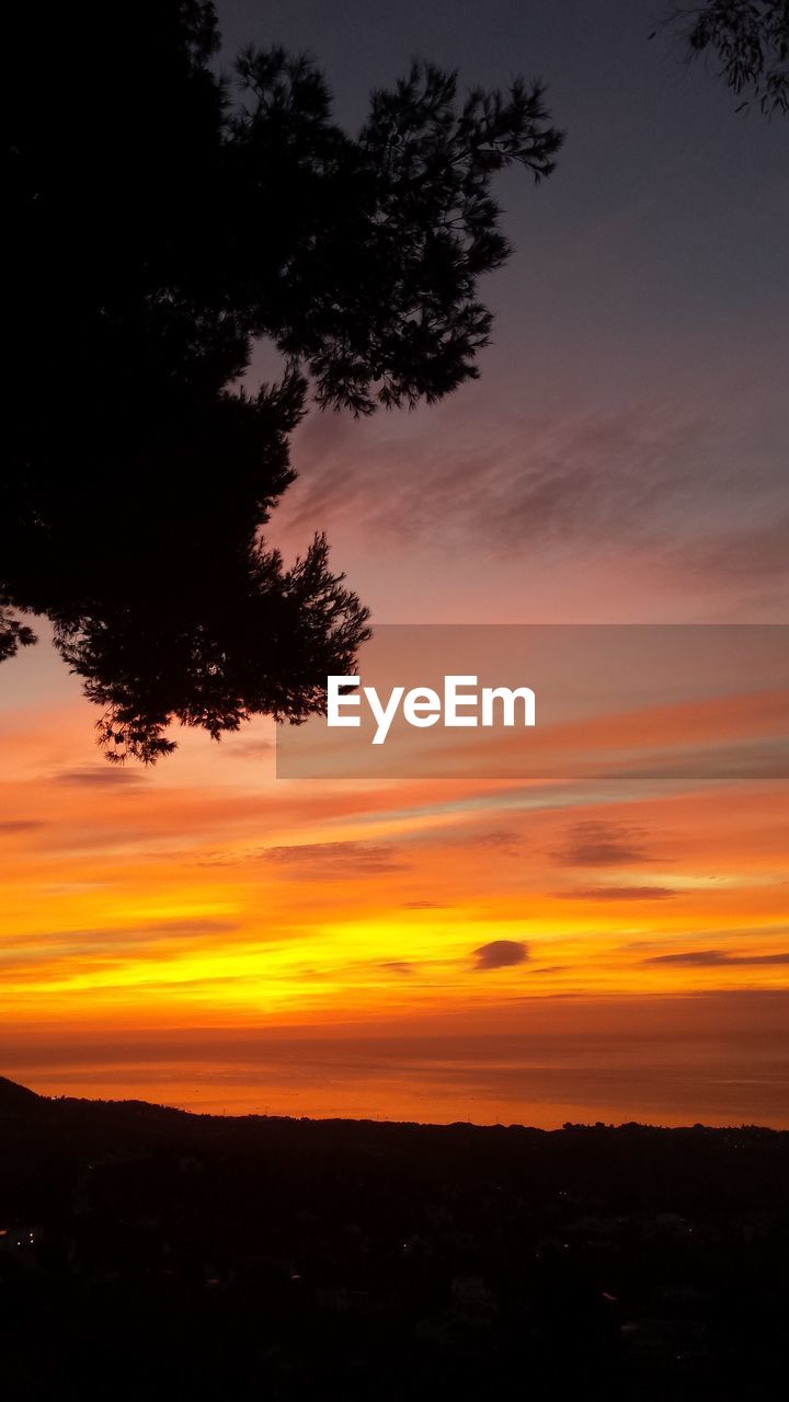 Low angle view of silhouette tree against orange sky during sunset