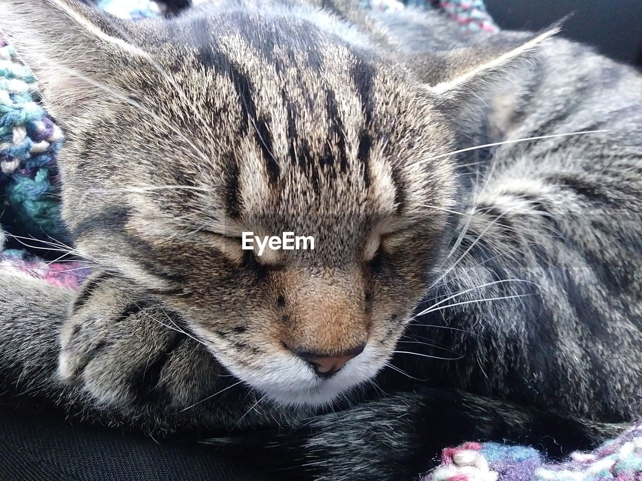 CLOSE-UP OF CAT SLEEPING ON BED