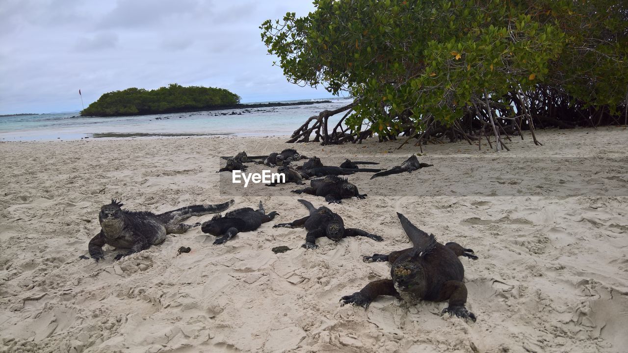 VIEW OF AN ANIMAL ON SAND