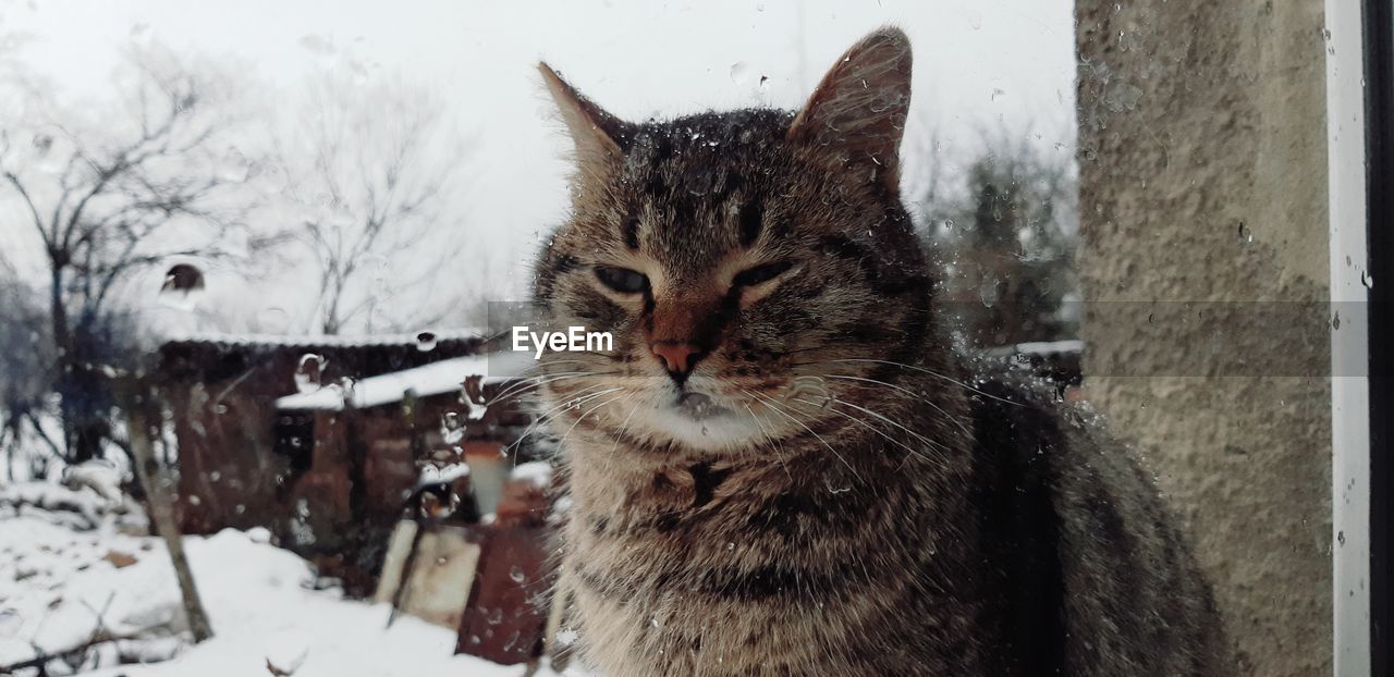 Close-up of a cat