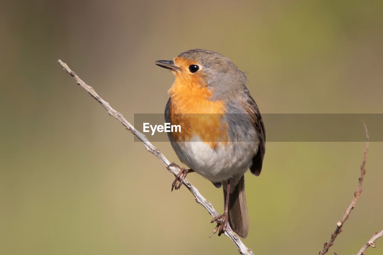 BIRD PERCHING ON TWIG