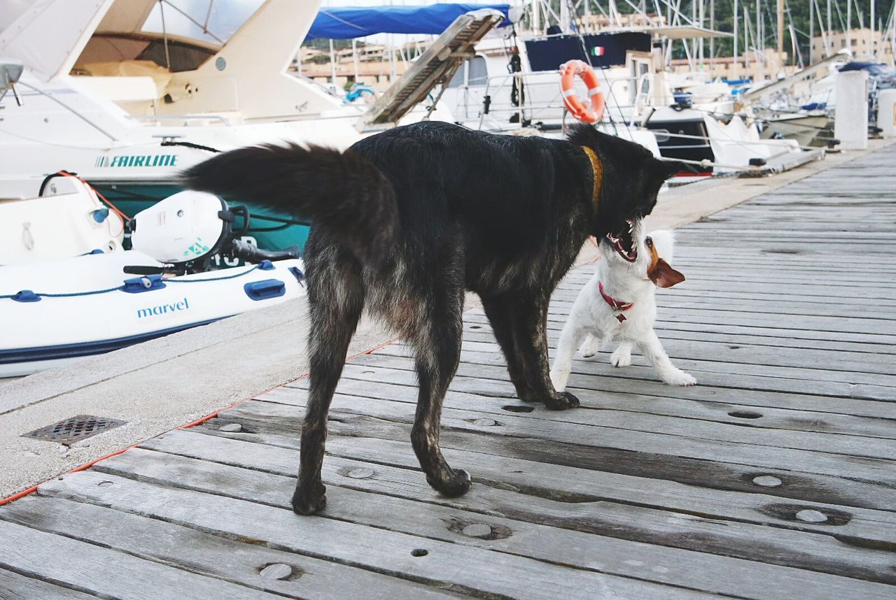 Dog on pier by boats