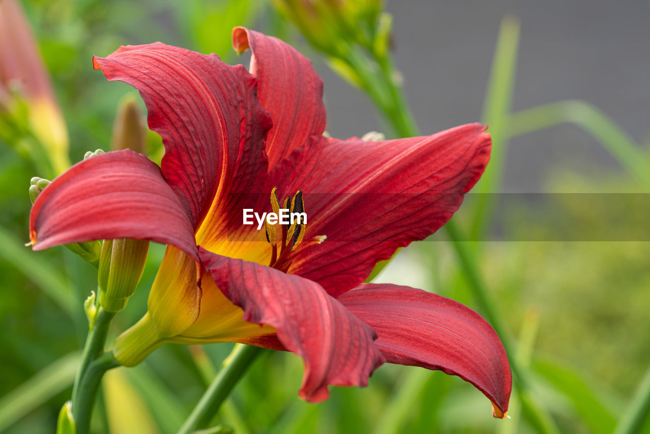 Close-up of day lily