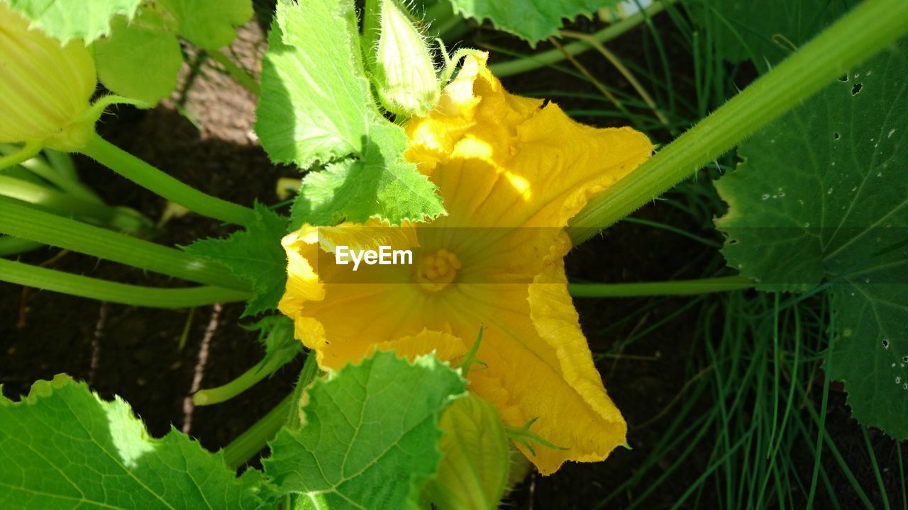 Close-up of yellow flowers